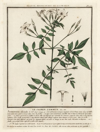 Jazmín común, Jasminum officinale. de Unbekannter Künstler