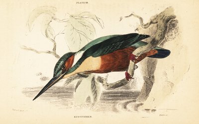 Martín pescador común, Alcedo atthis. 1889 (grabado) de Unbekannter Künstler