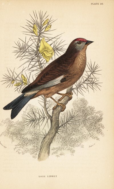 Pardillo común, Linaria cannabina, posado en una rama.1889 (grabado) de Unbekannter Künstler