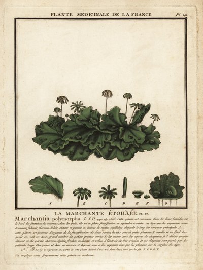 Hepática común, Marchantia polymorpha. de Unbekannter Künstler