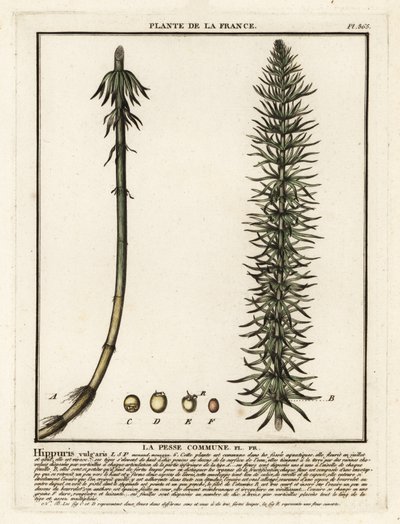 Cola de yegua común, Hippuris vulgaris. de Unbekannter Künstler
