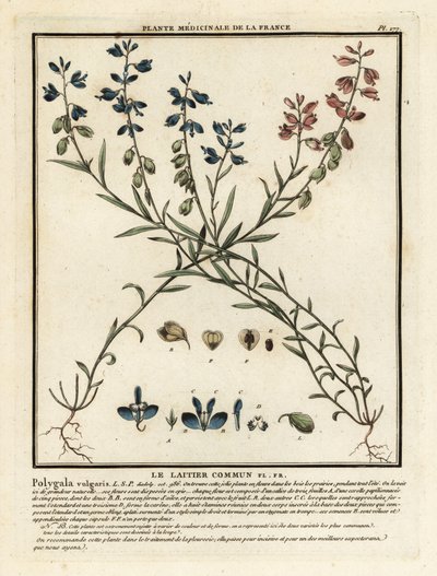 La lechetrezna común, Polygala vulgaris. de Unbekannter Künstler