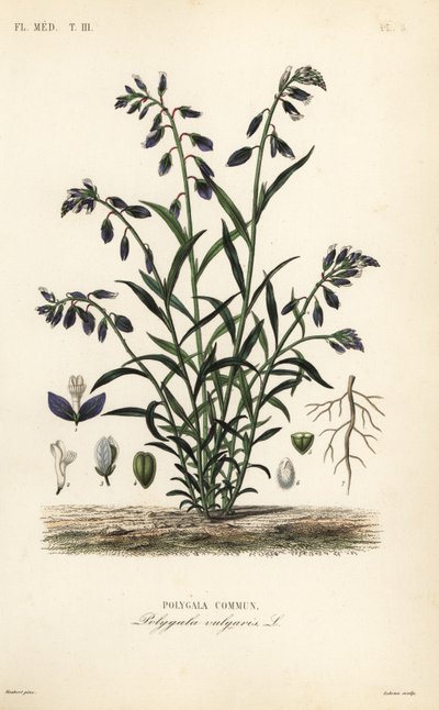 Polígala común, Polygala vulgaris de Unbekannt