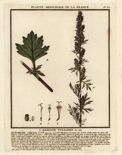 Artemisa común, Artemisia vulgaris. de Unbekannter Künstler
