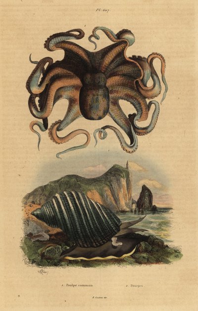 Pulpo común, Octopus vulgaris 1, y caracol marino, Dicathais orbita 2 de Unbekannt