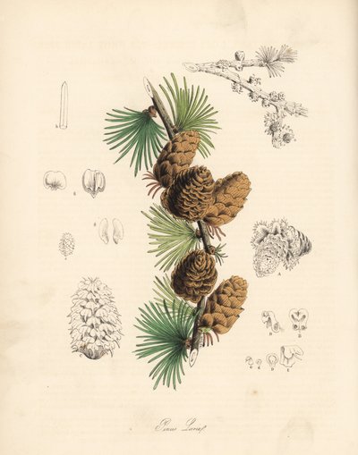 Alerce común o europeo - Alerce blanco, Larix decidua (Larix europaea), hoja, rama y piña. Zincografía coloreada a mano de C. Chabot dibujada por Miss M. A. Burnett de su "Plantae Utiliores: or Illustrations of Useful Plants", Whittaker, Londres. de Unbekannter Künstler