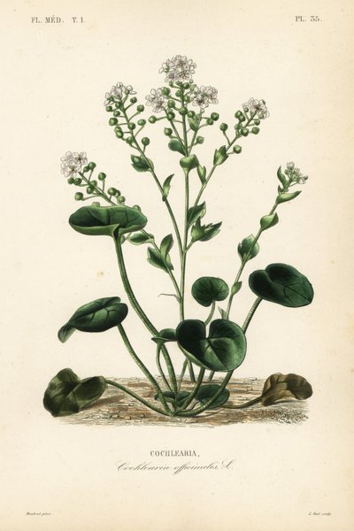 Cochlearia, Cochlearia officinalis de Unbekannt