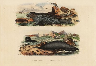 Foca común, Phoca vitulina 1 y elefante marino del norte, Mirounga angustirostris 2 de Unbekannt