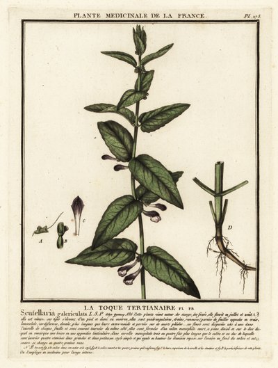 Scutellaria común, Scutellaria galericulata. de Unbekannter Künstler