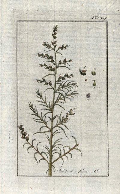 Sosa común (Salsola soda). Litografía de "Afbeelding der Artseny-Gewassen" de Johannes Zorn (1739-1799), Países Bajos. de Unbekannter Künstler