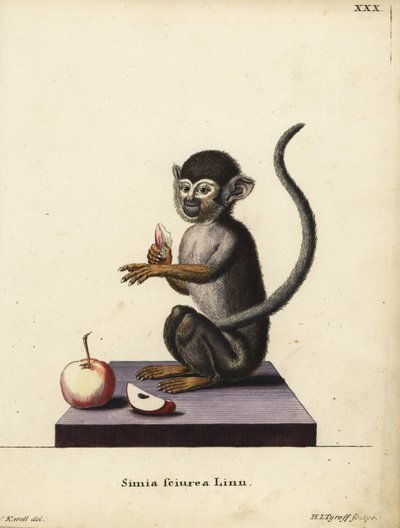 Mono ardilla común, Saimiri sciureus. Simia sciurea Linn. Grabado en cobre coloreado a mano por Hermann Jakob Tyroff a partir de una ilustración de Joseph Karell de la obra de Johann Christian Daniel Schreber Ilustraciones de animales según la naturaleza,  de Unbekannter Künstler
