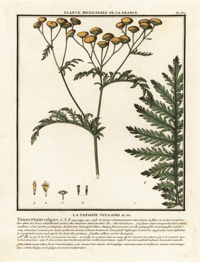Tanaceto común, Tanacetum vulgare. de Unbekannter Künstler