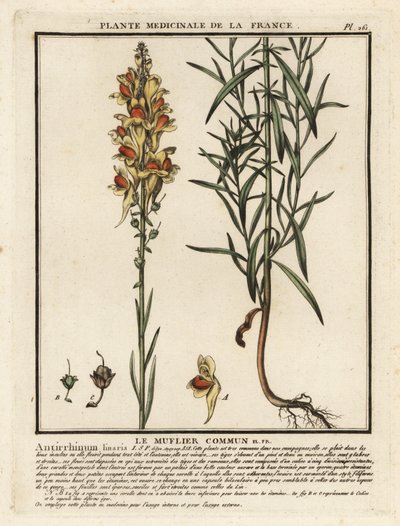 Lino sapo común, Linaria vulgaris. de Unbekannter Künstler