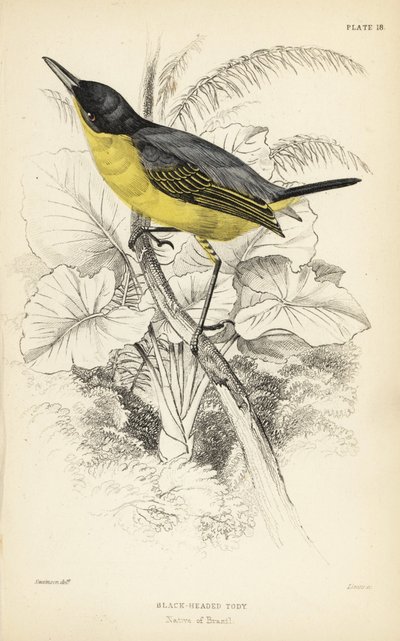 Todirostrum cinereum (Todus melanocephalus). Grabado en acero coloreado a mano por William Lizars a partir de una ilustración de William Swainson de la Naturalist