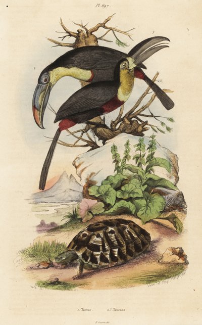 Tortuga común, Testudo graeca 1, tucán de pecho azufrado, Ramphastos sulfuratus 2, y tucán de garganta blanca, Ramphastos tucanus 3 de Unbekannt