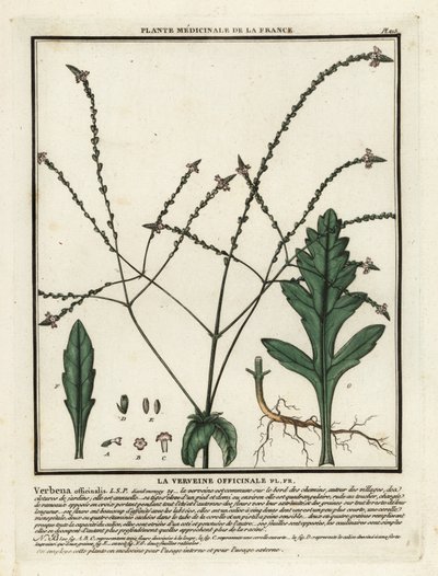 Verbena común, Verbena officinalis. de Unbekannter Künstler