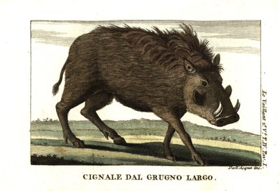 Facóquero común, Phacochoerus africanus. De Francois Le Vaillant (Levaillant de Unbekannter Künstler