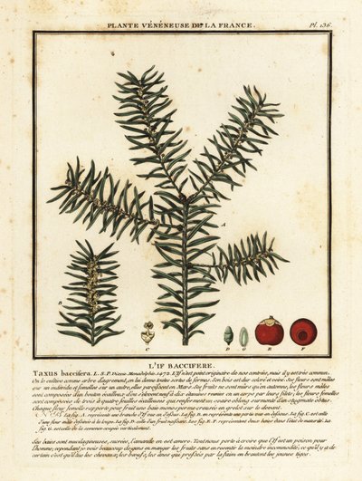 Tejo común o tejo inglés, Taxus baccata. de Unbekannter Künstler