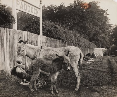 Composición de dos burros, c 1909 de Unbekannt