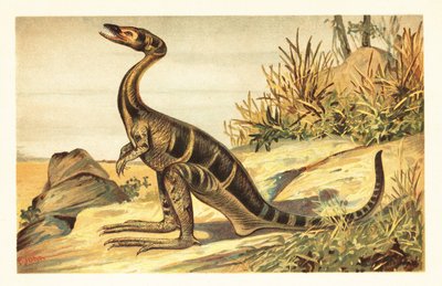 Compsognathus longipes, pequeño terópodo carnívoro extinto. 1908 (litografía) de Unbekannter Künstler
