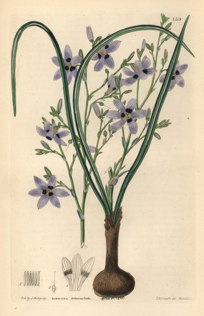 Conanthere - Conanthera trimaculata (Cummingia de tres manchas, Cummingia trimaculata). Grabado en cobre coloreado a mano por Weddell según Edwin Dalton Smith de Ornamental Flower Garden and Shrubbery de John Lindley y Robert Sweet, G. Willis, Londres. de Unbekannter Künstler