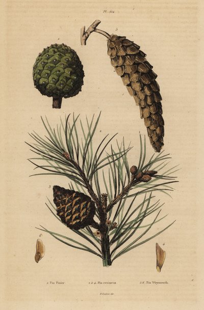 Conos de pino piñonero, Pinus pinea 1, pino rojo, Pinus resinosa 2-4, y pino de Weymouth, Pinus strobus 5,6 de Unbekannt