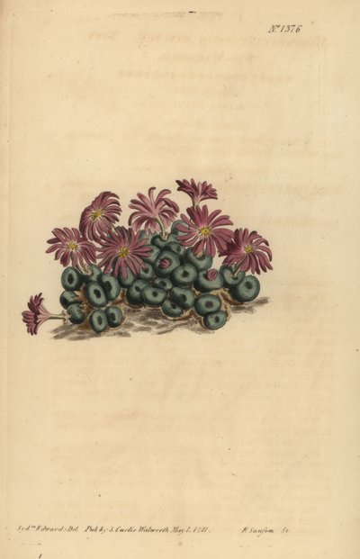 Conophytum minutum, Mesembryanthemum minutum de Unbekannt