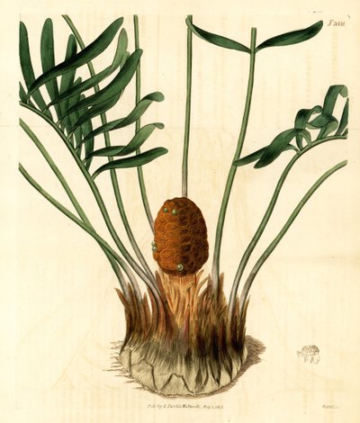 Coontie, Zamia pumila var. male. Grabado en cobre coloreado a mano por Weddell de Samuel Curtis