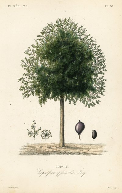 Árbol de copaiba, Copaifera officinalis de Unbekannt