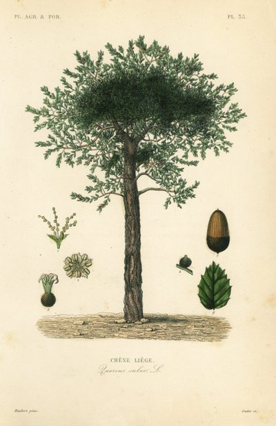 Alcornoque, Quercus suber de Unbekannt