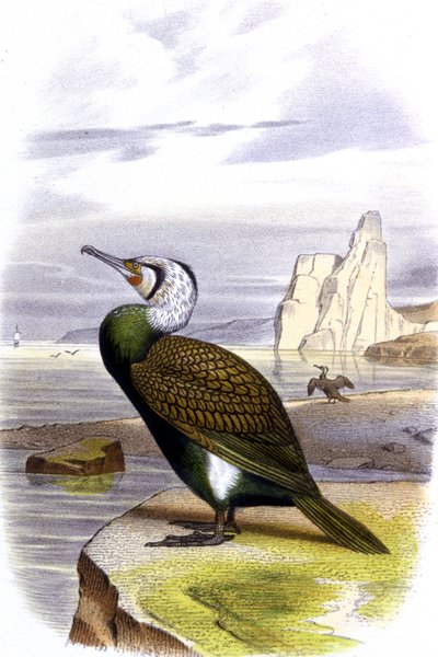 Cormorán, c.1850 (litografía ) de Unbekannter Künstler