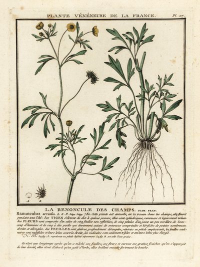 Ranúnculo de maíz, Ranunculus arvensis. de Unbekannter Künstler