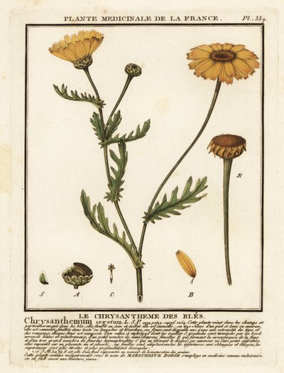 Caléndula de maíz, un cultivo de Glebion. de Unbekannter Künstler