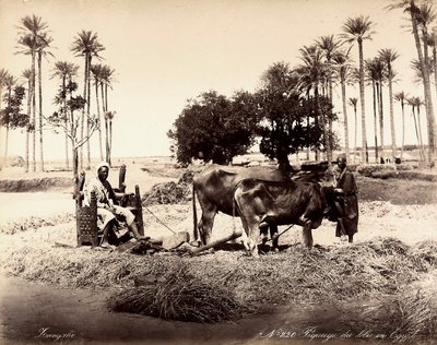 Siega del maíz en Egipto. de Unbekannter Künstler