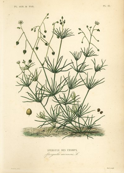 Hierba de espolón, Spergula arvensis de Unbekannt