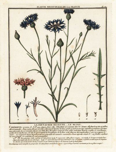 Aciano, un cultivo de cianus. de Unbekannter Künstler