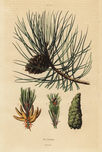Pino corso, Pinus nigra subsp de Unbekannt
