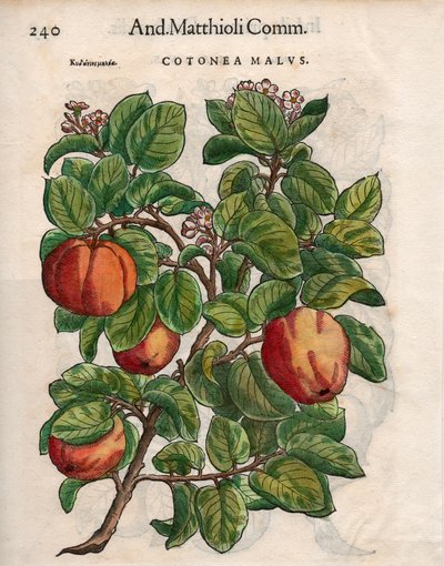 Cotonea Malvs. de los 