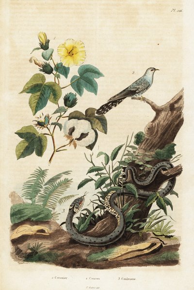 Algodón, cuco y serpiente de hierba.,1834-1839 (grabado) de Unbekannter Künstler