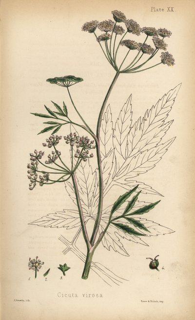Cicuta virosa o cicuta de agua. Litografía coloreada a mano por Henry Sowerby de la Flora Homeopathica de Edward Hamilton, Bailliere, Londres. de Unbekannter Künstler