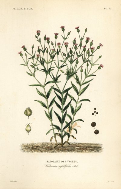 Hierba de vaca, Vaccaria hispanica, Vaccaria sessilifolia de Unbekannt
