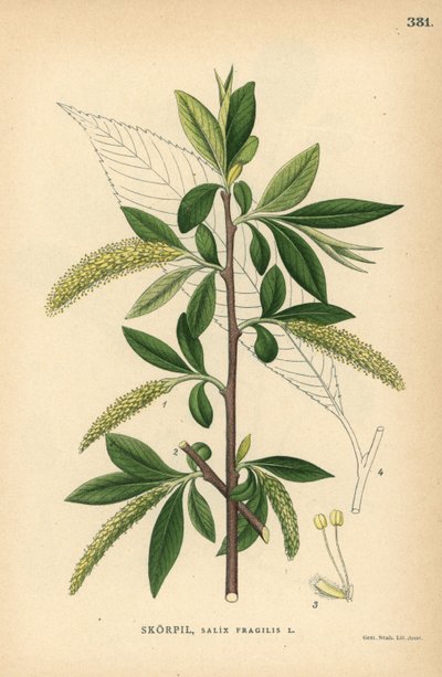 Sauce frágil, Salix fragilis de Unbekannter Künstler