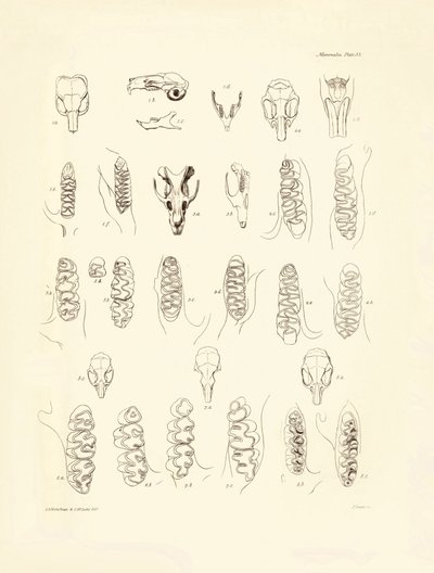 Grullas y dientes de varios tipos de roedores descritos por Charles Darwin durante su viaje de exploración a bordo del Beagle. Lámina de "The Zoology of the voyage of H.M.S. Beagle under the command of Captain Fitzroy during the years 1832 to 1836 edited a de Unbekannter Künstler