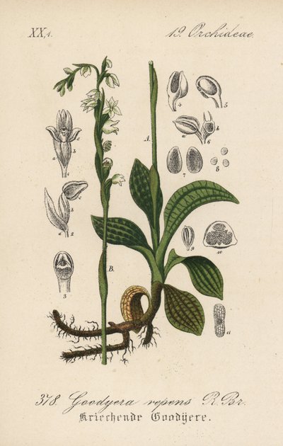 Creeping Goodyere - Creeping ladys-tresses, Goodyera repens. Litografía coloreada a mano de la Flora alemana (Flora von Deutschland) de Diederich von Schlechtendal, Jena. de Unbekannter Künstler