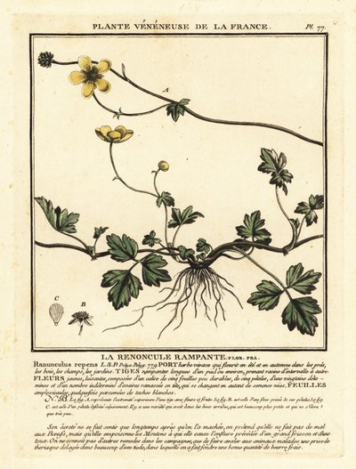 Ranúnculo rastrero, Ranunculus repens. de Unbekannter Künstler