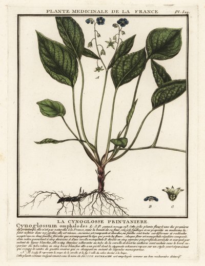 Navelwort rastrero, Omphalodes verna. de Unbekannter Künstler