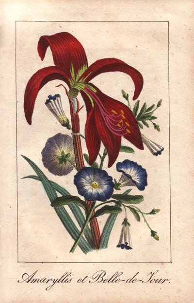 Amarilis carmesí y gloria de la mañana enana, Hippeastrum y Convolvulus tricolor de Unbekannter Künstler