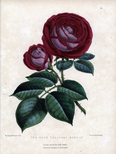 Rosa carmesí y púrpura. Variedad híbrida del té, cultivada en invernadero, tipo Rosa de China. Litografía de Worthington G.Smith (1835-1917), publicada en Floral Magazine de Unbekannter Künstler