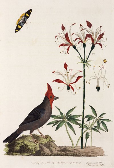 Piquituerto, lirio y mariposa de Unbekannt