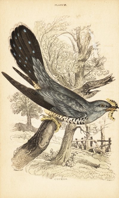 Cuco, Cuculus canorus, con una oruga en el pico. 1889 (grabado) de Unbekannter Künstler